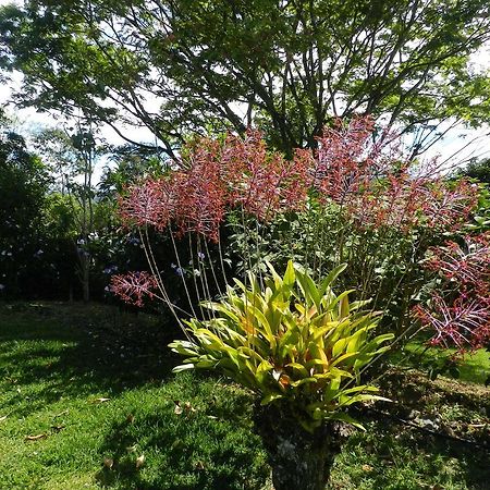 El Paraiso Verde B&B Atenas Luaran gambar