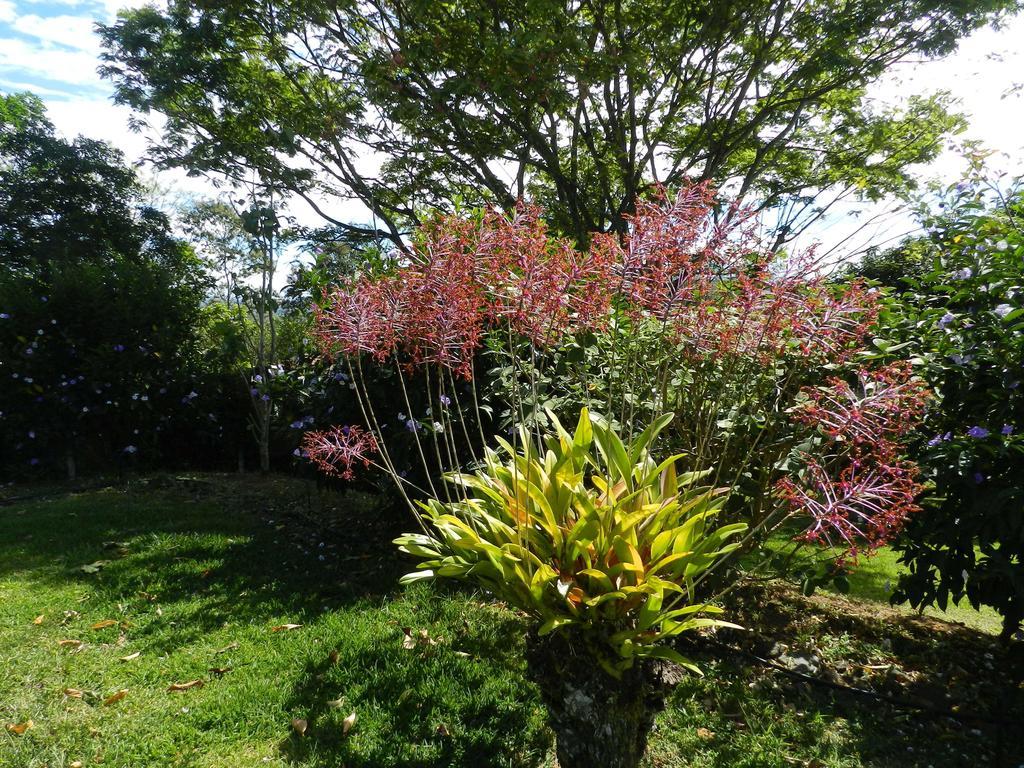 El Paraiso Verde B&B Atenas Luaran gambar